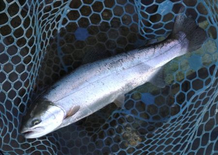 久しぶりの３０匹超え ～天竜川ルアーフライ…